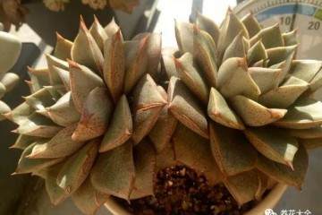 伞状根多肉植物 要这么上盆 图片