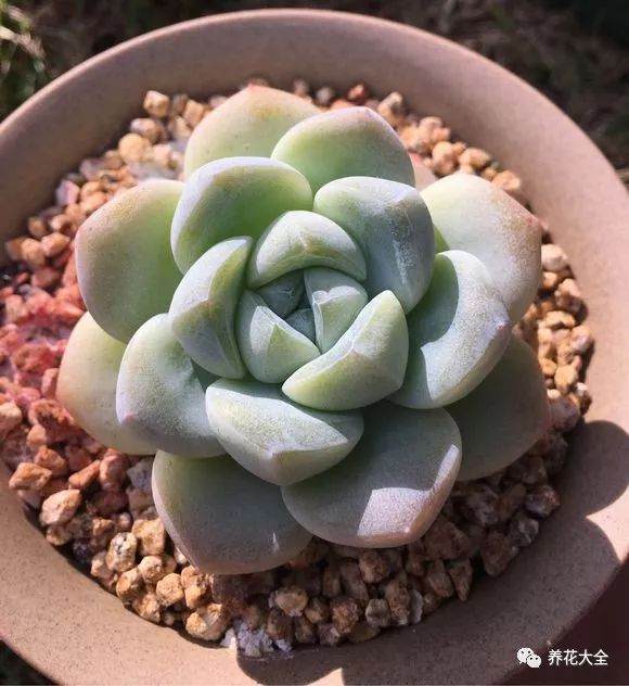 多肉上盆时 牢记潮土好生根 湿土易长菌