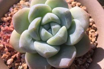 多肉上盆时 牢记潮土好生根 湿土易长菌