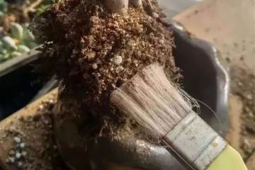 多肉上盆 全靠10字口诀 蹭蹭长爆盆