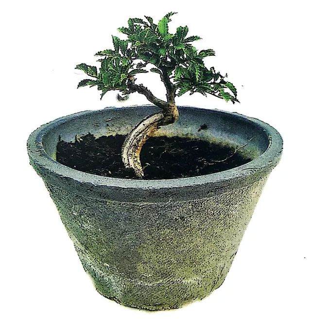 图解 小品榆树盆景的上盆全过程