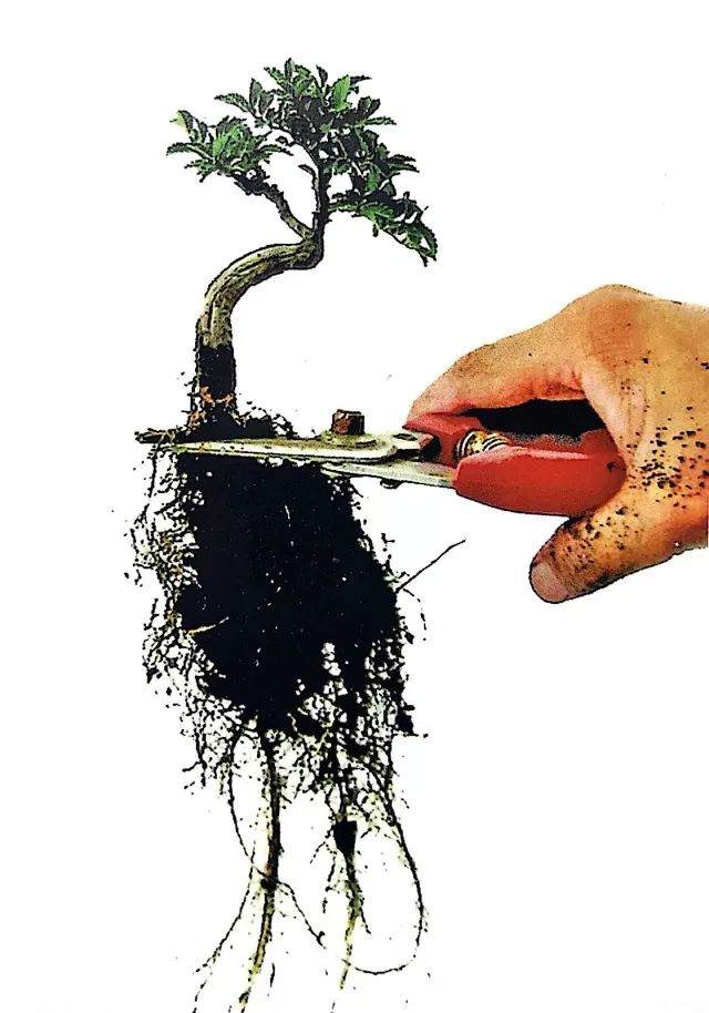 图解 小品榆树盆景的上盆全过程