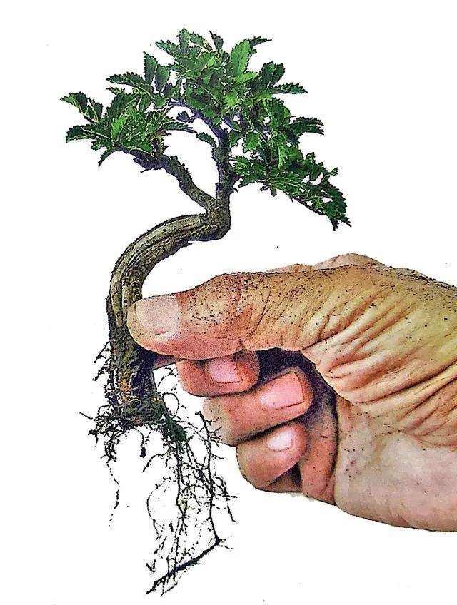 图解 小品榆树盆景的上盆全过程