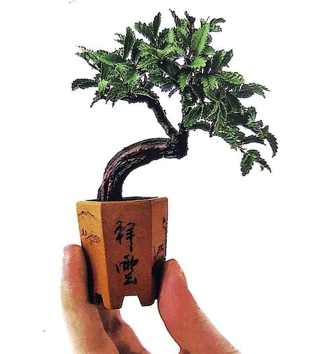 图解 小品榆树盆景的上盆全过程