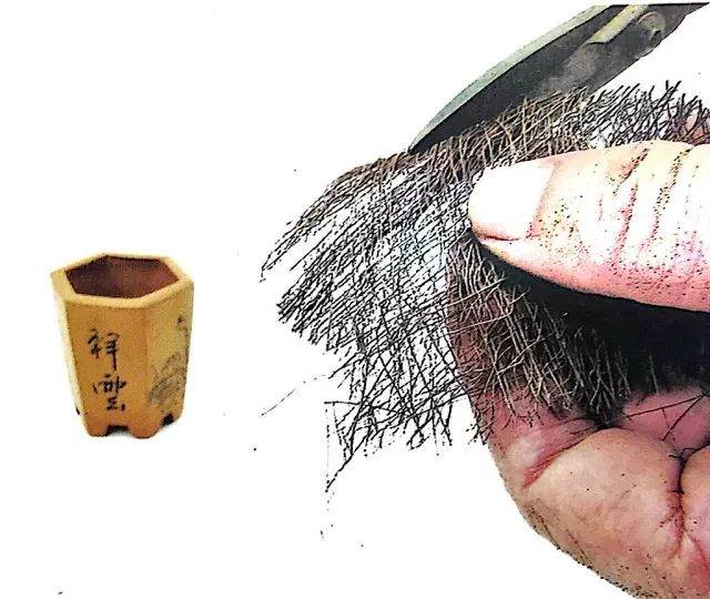 图解 小品榆树盆景的上盆全过程