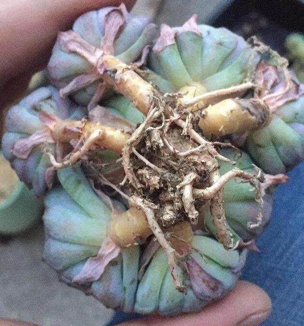 网购多肉修根后 晾根几天后才能上盆？