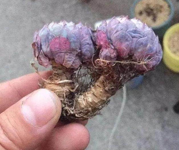 网购多肉修根后 晾根几天后才能上盆？