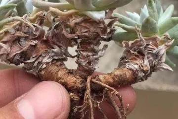 网购多肉修根后 晾根几天后才能上盆