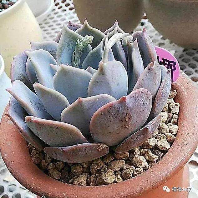 用这种土给多肉上盆 轻松养出强大根系！