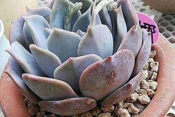 用这种土给多肉上盆 轻松养出强大根系