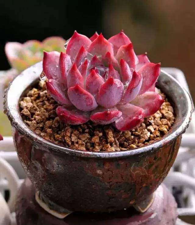 多肉植物上盆的配土法 新手必备