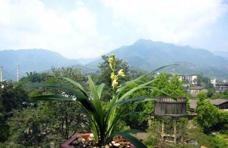 兰花新草 弱苗如何上盆 要注意这5点