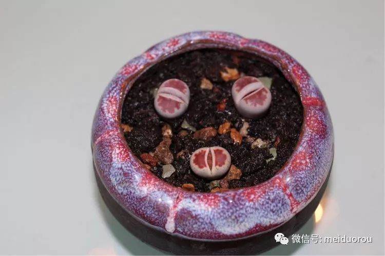 图解 养好多肉植物的第一步－上盆
