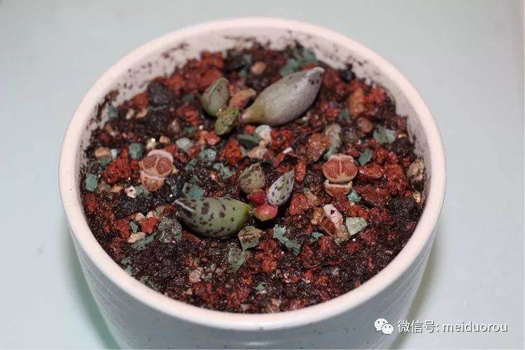图解 养好多肉植物的第一步－上盆