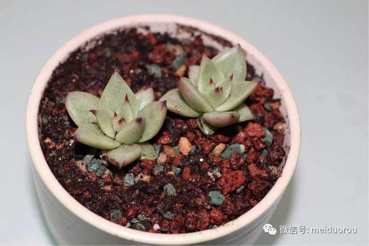 图解 养好多肉植物的第一步－上盆