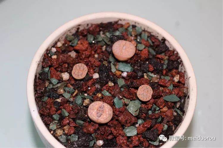 图解 养好多肉植物的第一步－上盆