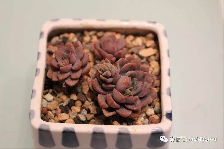 图解 养好多肉植物的第一步－上盆
