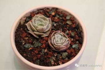 图解 养好多肉植物的第一步－上盆