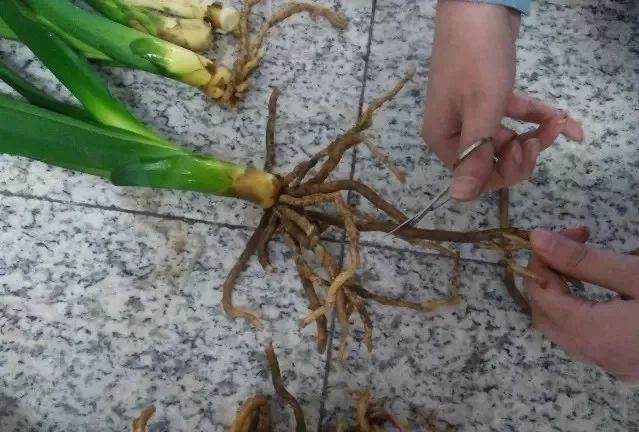 花卉换盆时多1步 花长得越来越壮!