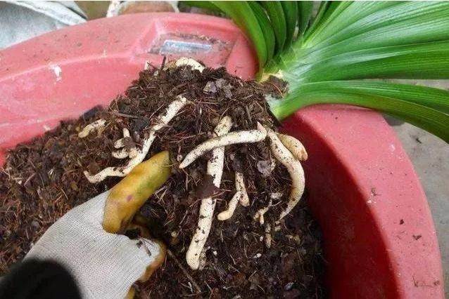 花卉换盆时多1步 花长得越来越壮!