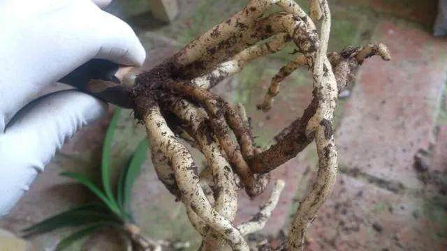 花卉换盆时多1步 花长得越来越壮!