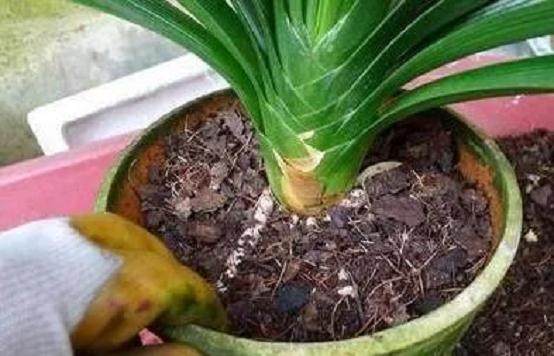 花卉换盆时多1步 花长得越来越壮!