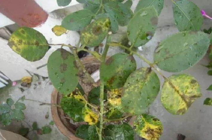 闲置很久的花盆 得杀杀毒 图片