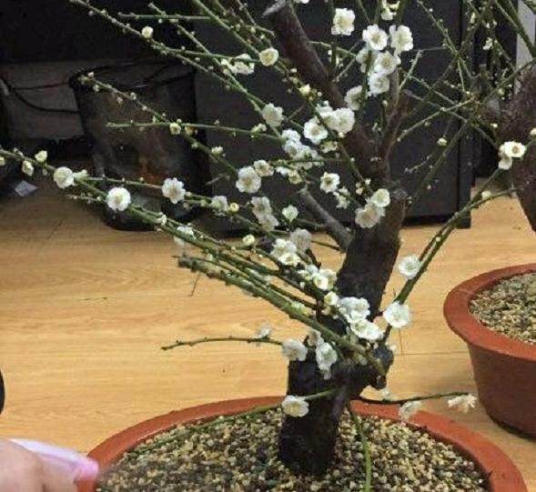 闲置很久的花盆 得杀杀毒 图片