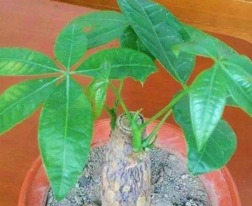 刚买的花盆 否则不管啥花 盆就死