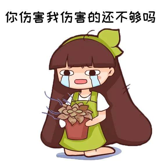 刚买的花盆 否则不管啥花 盆就死