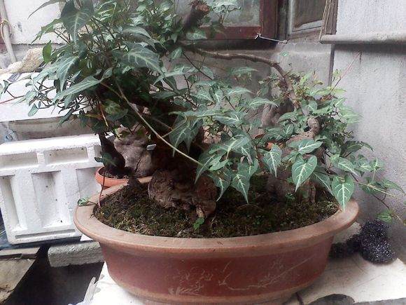 刚买的花盆 否则不管啥花 盆就死