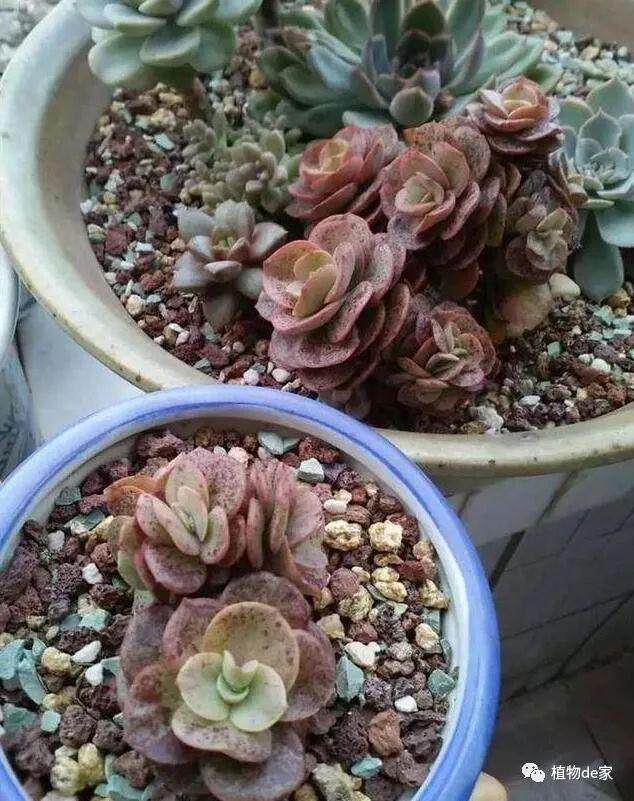 当初为了好看这样给多肉上盆 现在肠子都悔青了！