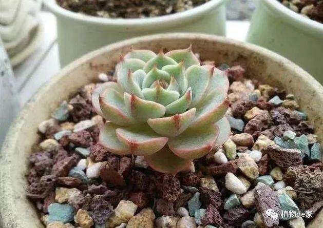 当初为了好看这样给多肉上盆 现在肠子都悔青了！