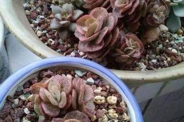 当初为了好看这样给多肉上盆 现在肠子都悔青了