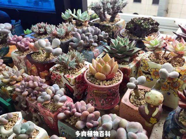 来一波秋季多肉上盆照 附多肉度夏心得