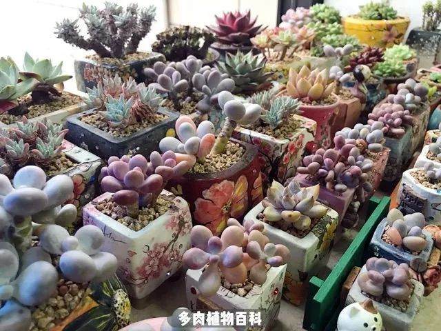 来一波秋季多肉上盆照 附多肉度夏心得