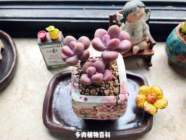 来一波秋季多肉上盆照 附多肉度夏心得