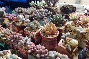 来一波秋季多肉上盆照 附多肉度夏心得