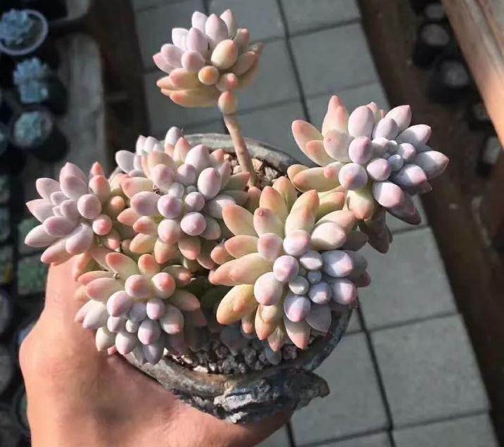 经验|多肉从上盆到漂亮的3个重要里程碑