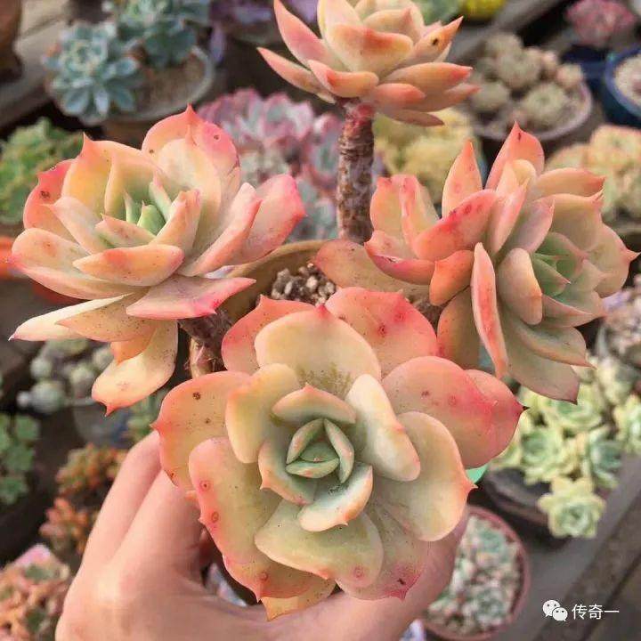 经验|多肉从上盆到漂亮的3个重要里程碑