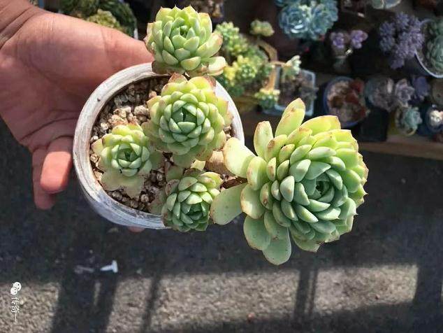 经验|多肉从上盆到漂亮的3个重要里程碑