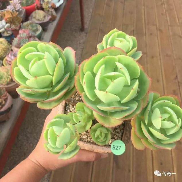 经验|多肉从上盆到漂亮的3个重要里程碑