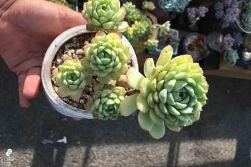 经验｜多肉从上盆到漂亮的3个重要里程碑