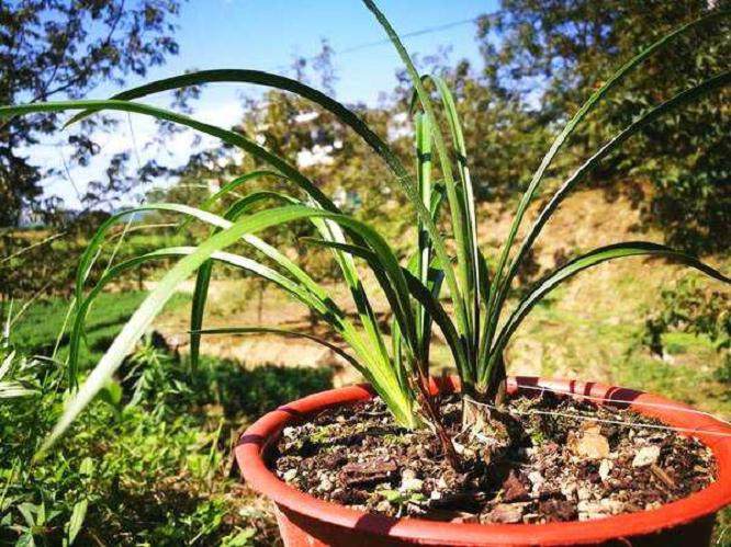 兰草上盆时注意根部要自展 不能卷曲