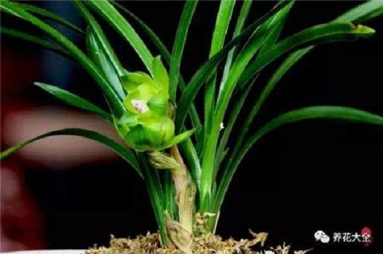 兰花的硬植料类种法