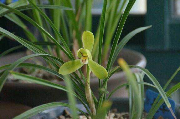 新手园地:兰花植料选择与上盆