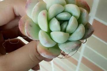 爱肉 养肉洗根 修根 多肉上盆经验谈