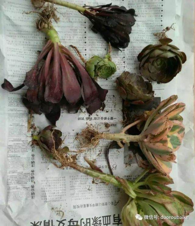 网购法师系多肉植物该如何种植与上盆