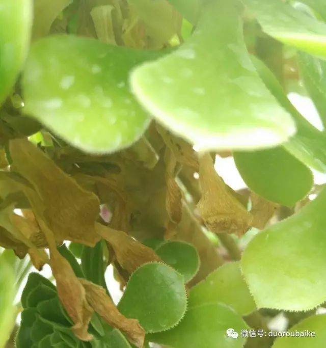 网购法师系多肉植物该如何种植与上盆