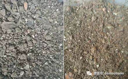 网购法师系多肉植物该如何种植与上盆